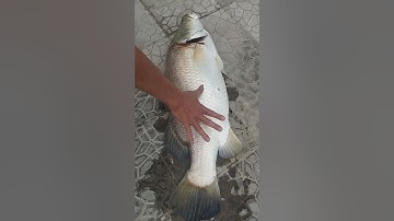 Cá Vược tầm 8kg hồ công viên Bố Vệ