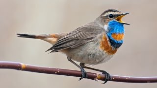 Варакушка (Luscinia svecica) | Bluethroat Варакушка (Luscinia svecica) | Bluethroat