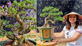 Cây Cảnh Bonsai – Nghệ Thuật Cây Cảnh Làm đẹp Cho đời