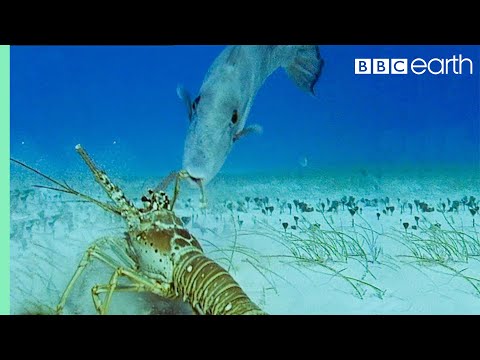 Lobsters vs Trigger Fish | Trials Of Life | BBC