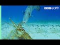 Lobsters Vs Trigger Fish | Trials Of Life | BBC Earth