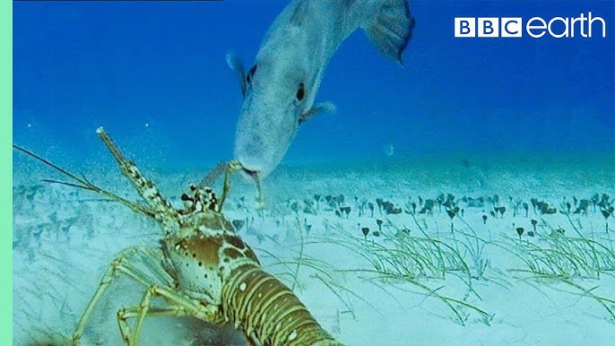 Spiny Lobster Feeding 