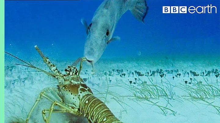 Lobsters vs Trigger Fish | Trials Of Life | BBC Earth - DayDayNews