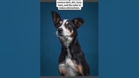 Editing a dog portrait from our pop-up studio. 🐶  #lightroom #dogphotography #photography