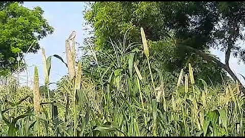 Birds, Birds Song, Nature, Pearl Millet Field,  Sparrow, Farm, No Copyright Video