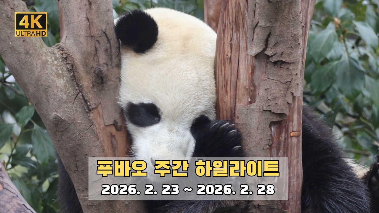 한주간의 푸바오 영상 모음을 4K 고화질 고음질 방송으로 만나보세요.(4K Fubao Live Broadcasting)