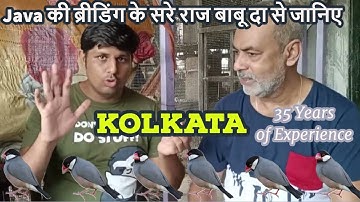 400 pair of Java | Babu da se janiye Java sparrow ki Breeding ke Nuskhe | Farm in Kolkata