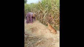 Prank with dog animal funny video #shorts #viral