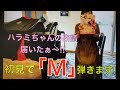 ハラミちゃんの楽譜から初見で「M」を弾いてみた