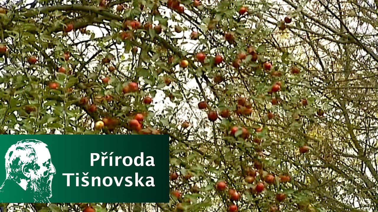 2008/06 - Staré ovocné sady