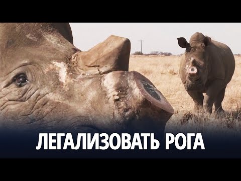 Видео: Аукцион по охоте на носорогов в Южной Африке вызывает споры