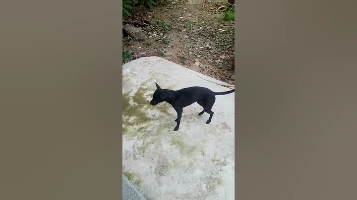 Cute dog 🐕😀 #happy #foryourpage #dog #cute #fouryou