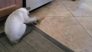Conure tolerates Balinese kitten. by Red Richardson 32 views 3 years ago 47 seconds
