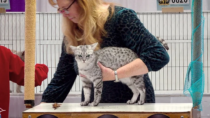 Video 1927561: devon rex, shorthair brown, egyptian mau, brown burmese, cfa international show