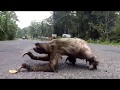 A Sloth Crosses A Road.