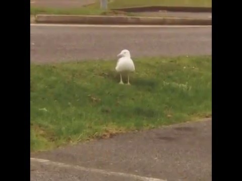 She S A Maniac Duck Official