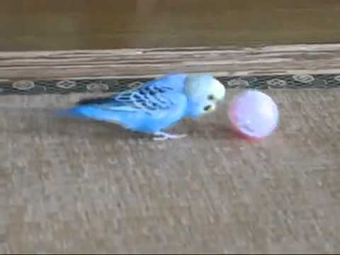 Видео: Как се играе с вълнисто папагалче