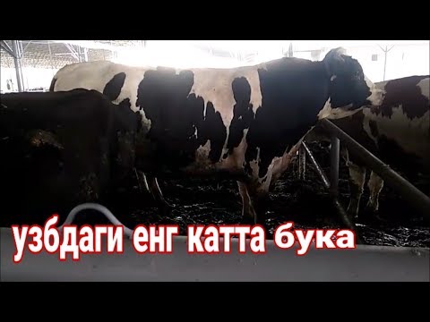 мол бокиш бизнеси