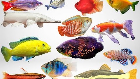 NHỮNG LOÀI CÁ CẢNH ĐẸP NHẤT - P2- CÁ HỒNG KÉT/ CÁ BÚT CHÌ/ CÁ CÁNH BUỒM/ CÁ CẦU VỒNG/CÁ KOI/ CÁ ALI