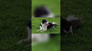 Border Collie Luna i dzien jak co dzien malina_vlog zyciewuk bordercollie dog dglife