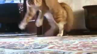 Кот странно ходит на задних лапах Кот странно ходит на задних лапах