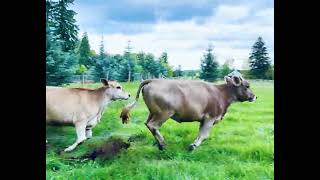 Funny cow jokes! #therapycow #moojokes