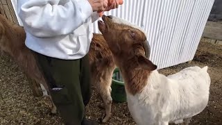 Gentle Acres Animal Haven raises $10,000 after fundraising story