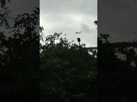 دار سيدنا إذا سكت أهل الحق عن الباطل ظن أهل الباطل أنهم على حق فكر زمرة الأسود