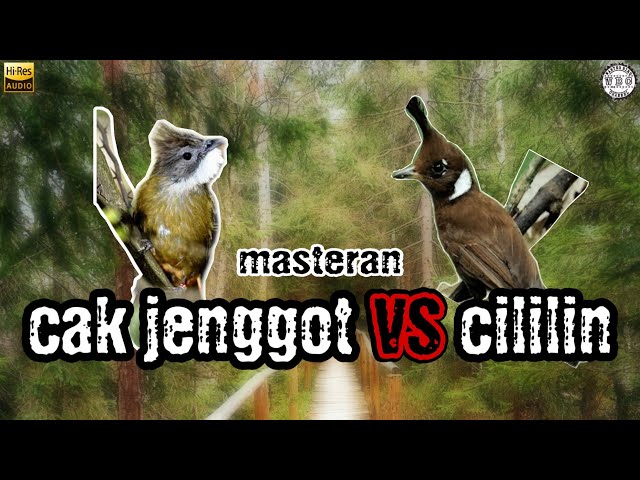 Masteran duet cucak jenggot vs cililin || AMPUH class=