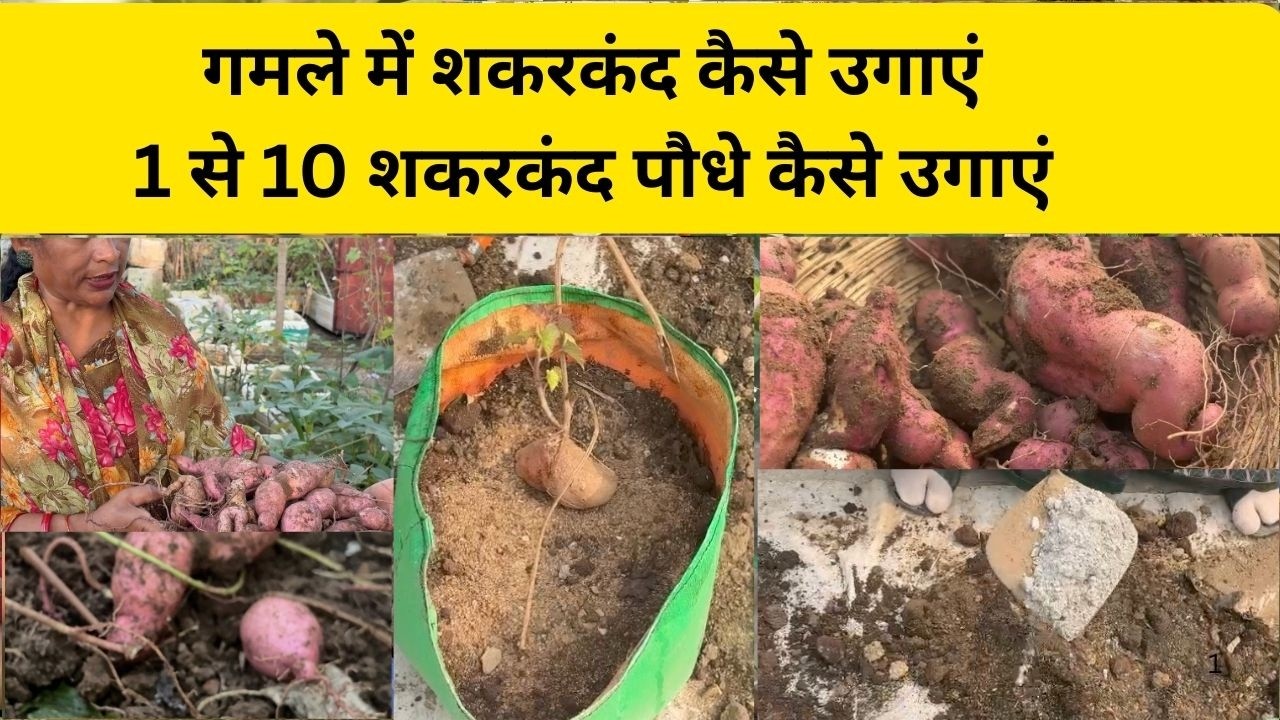 छत पर शकरकंद की हार्वेस्टिंग|1 से 10 पौधे कैसे उगाएं |कम मेहनत में बंपर फसल|स्वीट पोटैटो गार्डनिंग