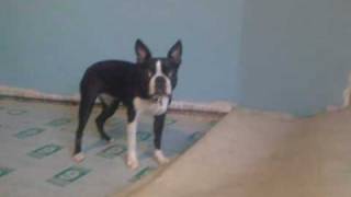 Crazy mode boston terrier.mp4