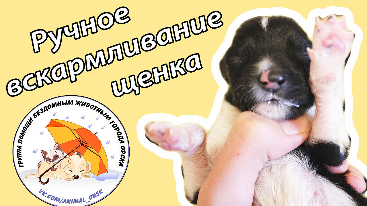 сколько раз нужно есть новорожденному щенку