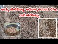 ಅಮ್ಮ ಹೇಳಿಕೊಟ್ಟ ಆರೋಗ್ಯಕರವಾದ ರೆಸಿಪಿ ರಾಗಿ ಹುರಿಹಿಟ್ಟು|Ragi HuriHittu|Healthy&Tasty Finger millet Recipe