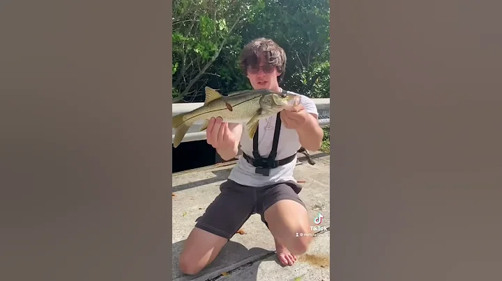 BIG SWORDSPINE SNOOK in DITCH