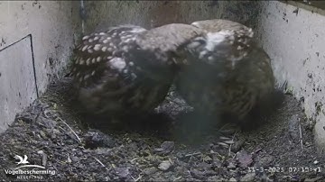 Maak kennis met de steenuilen van Beleef de Lente 2025! Er wordt heerlijk gekroeld.