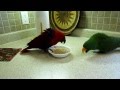 toby & rosie fight over oatmeal