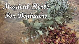 Magical Herbs For Beginners! Advice from a Hedge Witch! by Jacobs Trading Ye Olde Rock Shop 16,723 views 1 year ago 3 minutes, 53 seconds