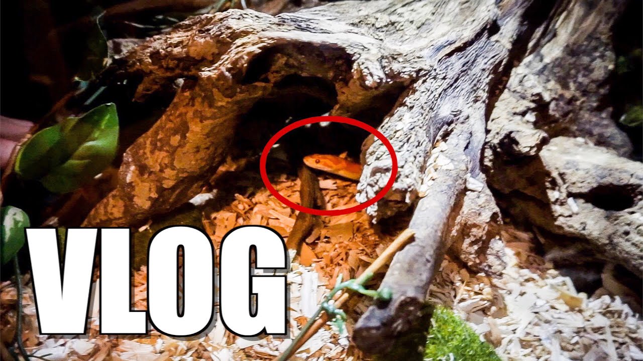 Corn Snake Escaped! and FaceBook Problems Vlog 15 YouTube