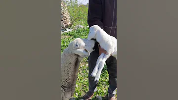 صوت خروف صغير ينادي على أمه سبحان الله 