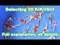 Selecting 20 kikusui koi fish full explanation koi selection