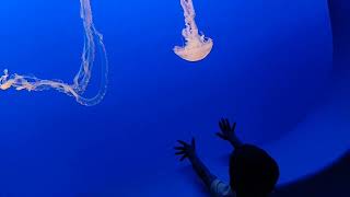 Jelly fish at aquarium @CrazyEight_C8