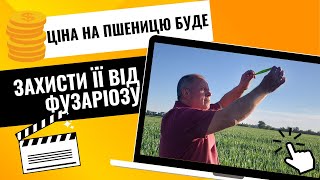 🌾 Пшениця | Фузаріоз | Захист |