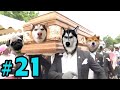 Dancing Funeral Coffin Meme - 🐶 Dogs and 😻 Cats Version #21