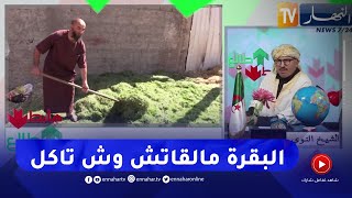 الشيخ النوي: موّال يطعم أبقاره عشب الملاعب ويشتكي من نذرة الأعلاف