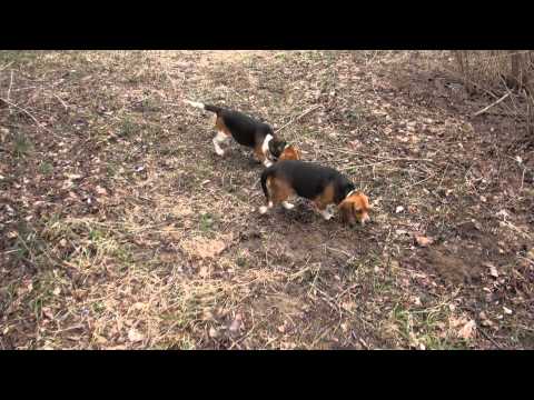 Jackie and Maye Northern WV Beagle Club Part 2