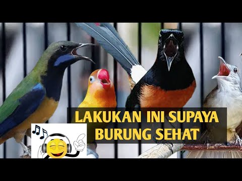 Video: Bagaimana dan bagaimana membantu burung di musim dingin