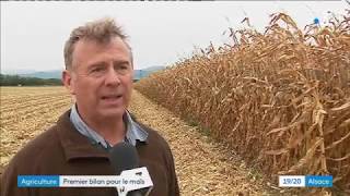 La récolte du maïs en Alsace
