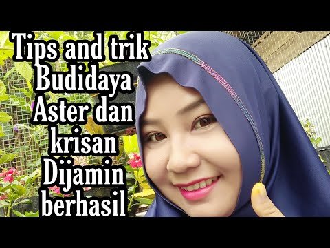 Video: Gadis Krisan Dan Krisan Terlambat