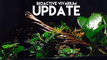 Bioactive vivarium update #2 (basic false bottom build)