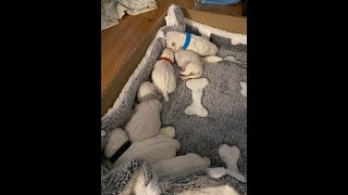 3 days old Westie Puppies
Pourage Posse Paints and Artwork on Etsy
https://www.etsy.com/shop/ChristinaWelchArt
We now have a wish list. If youd like to send us supplies, check out this link
https://www.amazon.com/gp/registry/wishlist/RJ1ZPB8ZYNAJ/ref=bnav_topnav_lists_1?fbclid=IwAR1llTiVP3PEgQI76f8qxtUTLxyDIZe2Rn5bfcSYQ0C897toS3nJGHVjwmo
If you are interested in purchasing my paint, email me at christinawelchart@yahoo.com or join our group Pourage Posse with Christina Welch for more info.
Paint Mixing Tutorial : https://youtu.be/ADiYG0JgGLI
Base Paint Mixing Tutorial : https://www.youtube.com/watch?v=XD7EHvPv5Jg
Shop for supplies on Amazon : https://www.amazon.com/shop/christinawelch
You can help support my channel by doing any of the following:
*Like my video
*Leave a comment
*Share on your social media
*Subscribe to my channel and hit the notification bell to get updates
Recommended Resin - StoneCoat Art Coat or Countertop Epoxy - http://www.stonecoatcountertops.com?aff=15
Want to sponsor my channel? I use these tips for supplies https://www.paypal.me/SweetTStudio
Visit my Etsy shop : https://www.etsy.com/shop/ChristinaWelchArt
Pourage Posse Facebook Group : https://www.facebook.com/groups/306126270227136/
Christina Welch Art on Facebook: https://www.facebook.com/Christina-Welch-Art-1911743505742760/
Instagram: https://www.instagram.com/cwelchart/
Music - Epidemic Sound
Bensound
Soho Urban Artist Acrylics http://bit.ly/2InhwNj
Lukas Cryl Studio Acrylics http://bit.ly/2IAa5Sd
Turner Acryl Gouache http://bit.ly/2Ggggbk
Creative Inspirations Acrylic http://bit.ly/2KIAnEt
DaVinci Pro Birch http://bit.ly/2XiRRZr
Have questions or ideas? Email me christinawelchart@yahoo.com
New Merchandise with our LOGO! : https://teespring.com/stores/pourage-posse
Order stuff with my prints! : https://www.redbubble.com/people/kizzie520?asc=u
#cwelchart #christinawelchart #abstractart #acrylicpaint #fluidart #acrylicpouring #acrylicpainting
***Please be cautious while doing acrylic pouring or resin pouring. Perform in a well ventilated area, wear a respirator, have a fire extinguisher next to you and just have fun!!
**Affiliate Disclaimer** I do get a small commission from the links I have provided. This helps me to keep the channel running at no cost to my subscribers.
**Amazon Affiliate Disclaimer. While I only recommend products I believe in - I may earn a small commission for my endorsement, recommendation, testimonial, and/or link to any products or services from this website. Your purchase helps support my work in bringing you real information about Art and associated materials. I am a participant in the Amazon Services LLC Associates Program, an affiliate advertising program designed to provide a means for me to earn fees by linking to Amazon.com and affiliated sites. 3 days old Westie Puppies